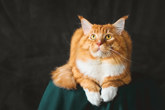 Ginger maine coon cat allongé sur un tissu de velours vert.