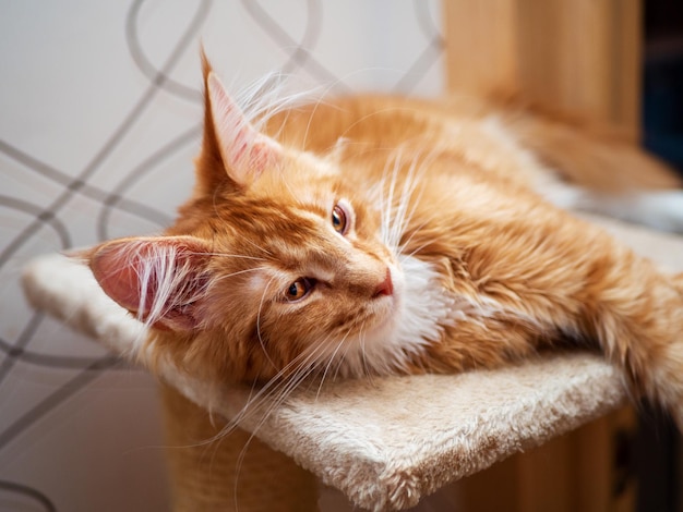 Ginger Maine Coon chaton allongé sur une aire de jeux