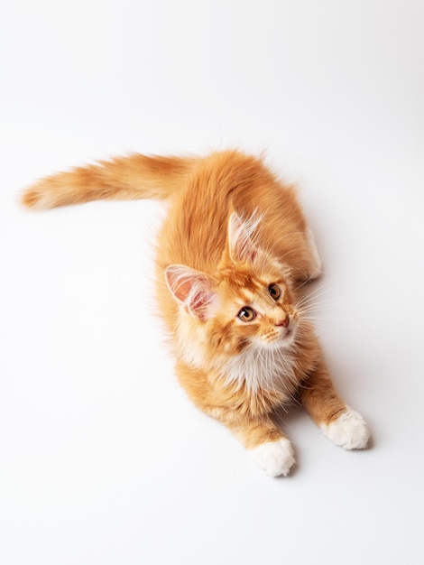 Ginger Maine Coon chaton allongé sur un fond blanc