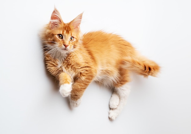 Ginger Maine Coon chaton allongé sur un fond blanc