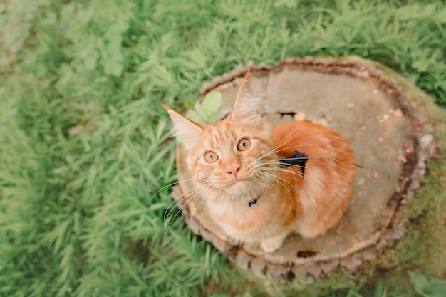 Ginger tabby maine coon chat en plein air. Chat domestique en promenade. Chaton mignon en plein air