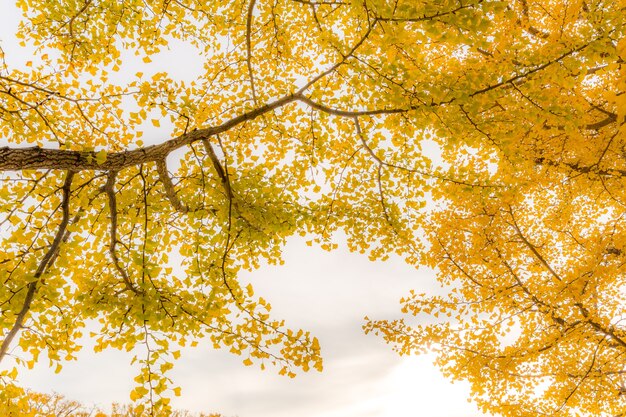 Ginkgo Arbres Automne