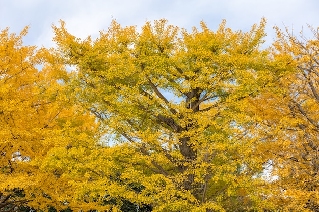 Ginkgo Arbres Automne