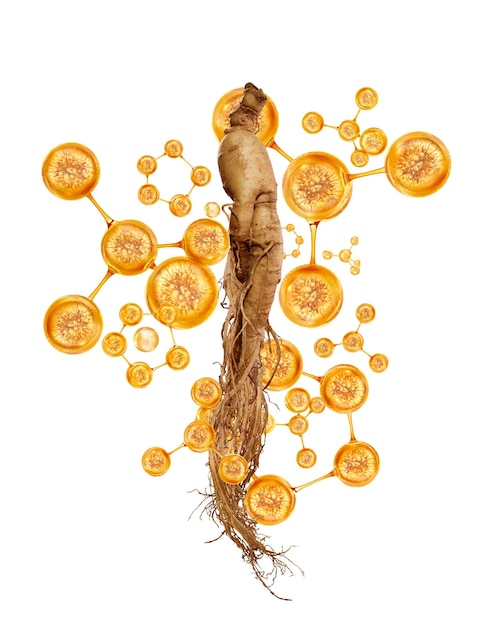 ginseng coréen et molécule