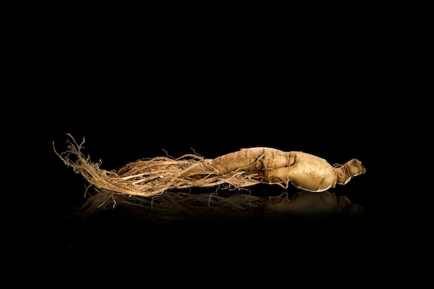 Photo ginseng coréen premium