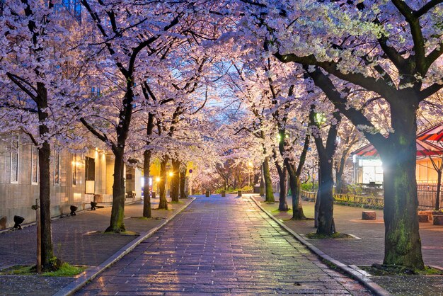 Gion Shirakawa Kyoto Japon pendant la saison des fleurs de cerisier au crépuscule