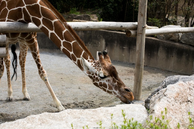 Girafe angolaise Giraffa camelopardalis angolensis également connue sous le nom de girafe namibienne au Zoo de Philadelphie