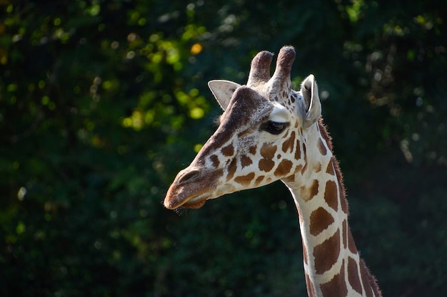 Une girafe avec un arbre en arrière-plan