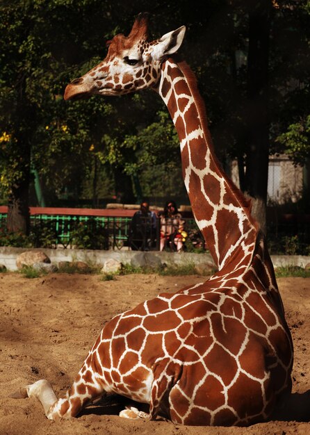 Girafe au zoo se reposant sous le soleil d'été