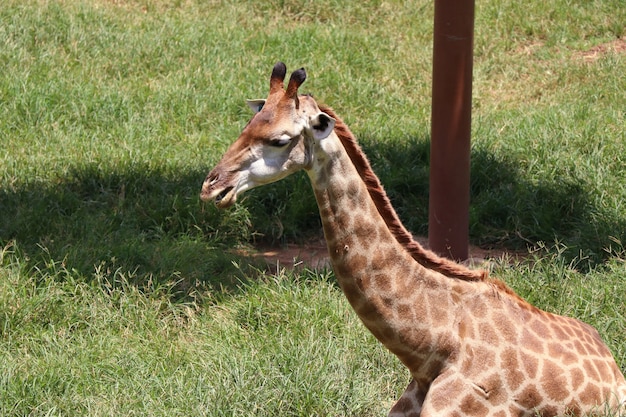 Girafe au zoo