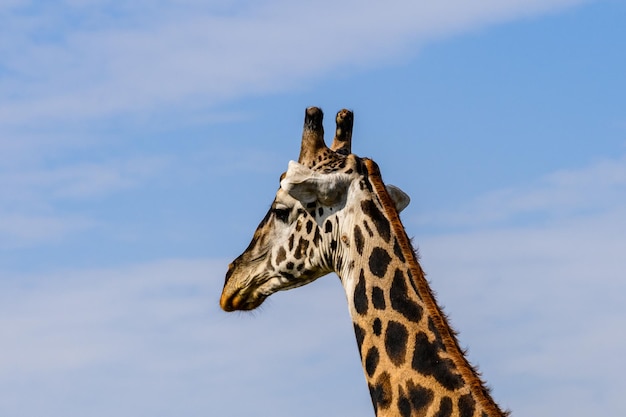 Girafe (camelopardalis) Au Parc National Du Serengeti, En Tanzanie. Photo De La Faune