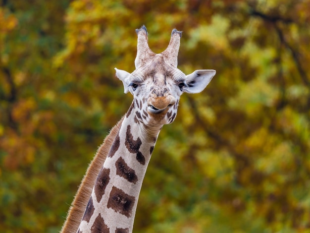 La girafe contre les arbres
