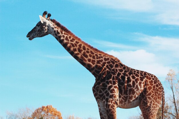 Photo une girafe contre le ciel