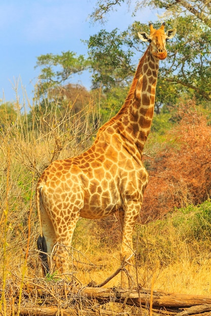 Photo une girafe dans un champ.