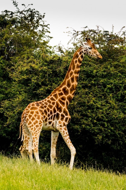 Photo une girafe dans un champ.