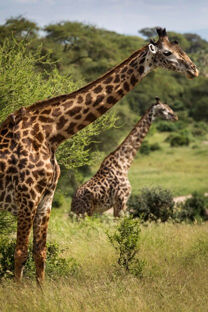 Photo une girafe dans un champ