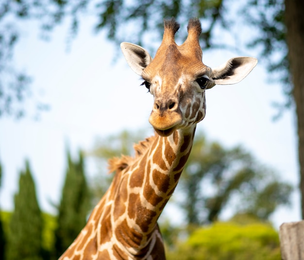 Girafe dans le coin inférieur gauche de l'écran