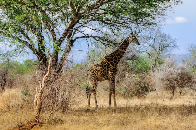 Une girafe dans la forêt