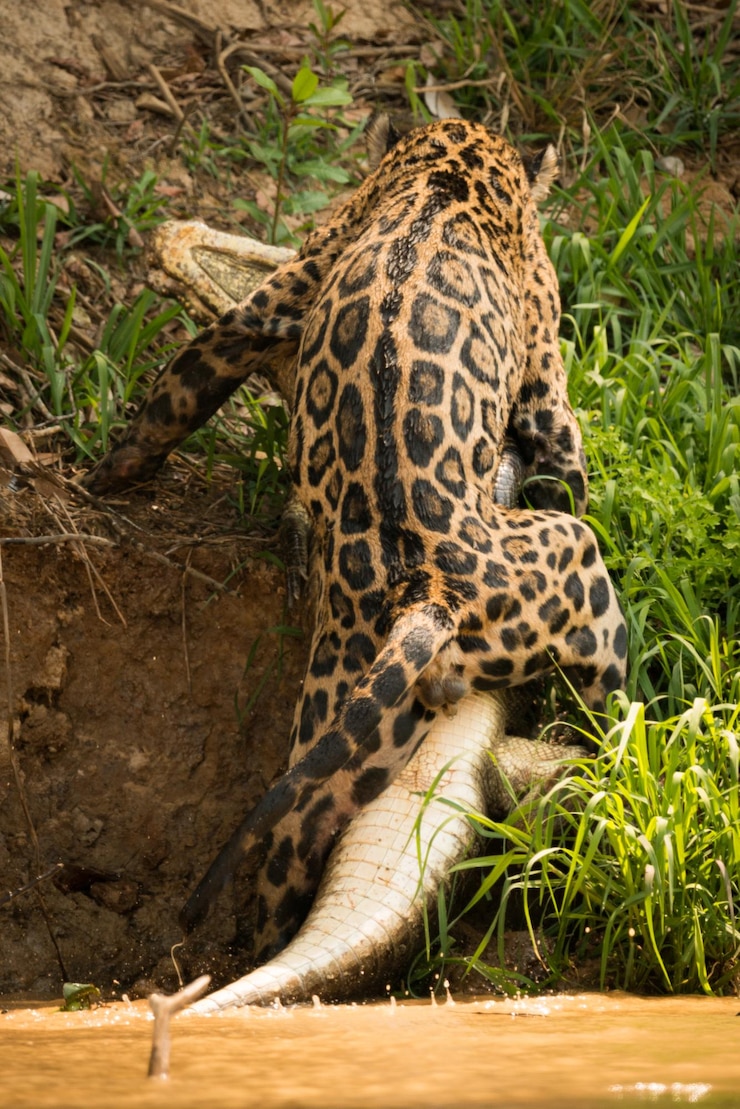 Photo une girafe dans l'herbe
