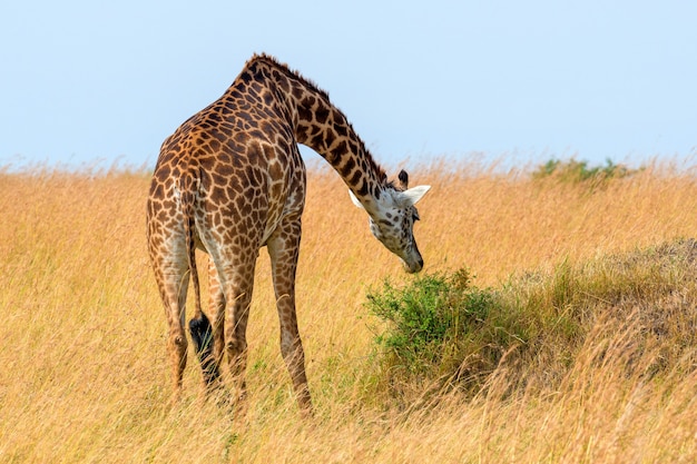 Girafe dans le parc national du Kenya, Afrique