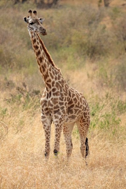 girafe dans la savane africaine aux premières lueurs d'une journée d'été ensoleillée