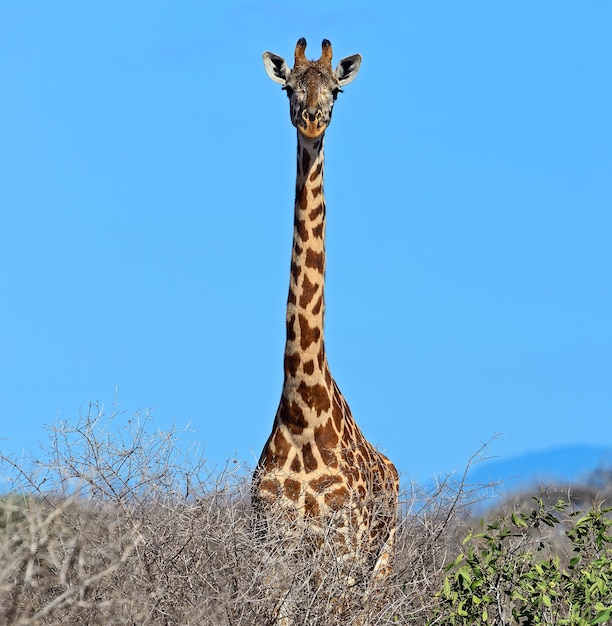 Girafe dans la savane du parc national de Tsavo au Kenya