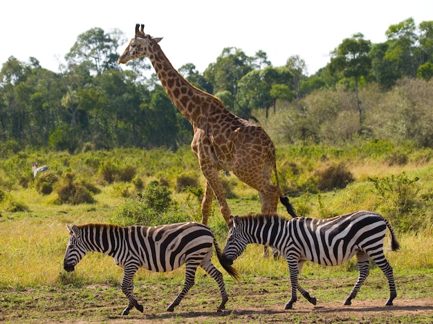 Girafe dans la savane avec zèbres.