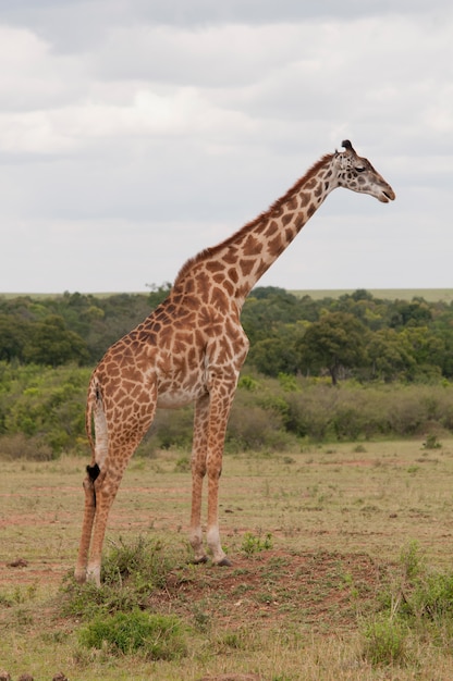 Girafe dans la savane