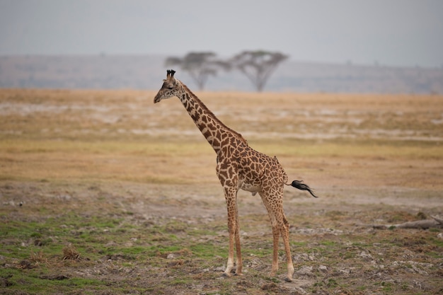 Girafe dans la savane