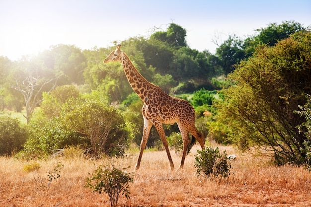 Girafe dans la savane