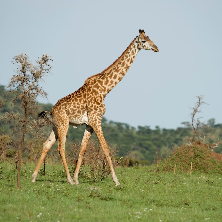 Photo girafe dans le serengeti