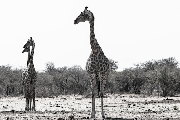 Photo une girafe debout sur un champ contre le ciel