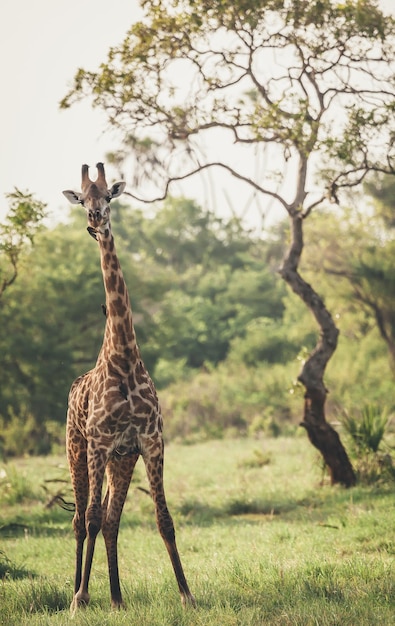 Une girafe debout sur un champ herbeux