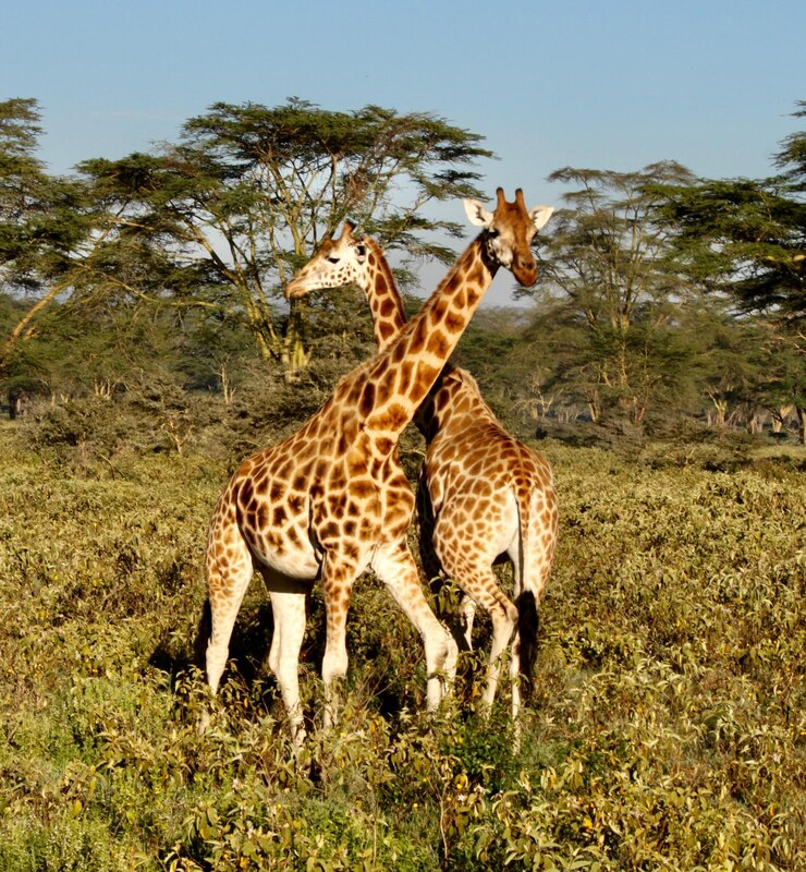 Photo une girafe debout sur un champ