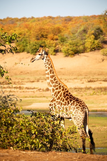 Une girafe debout dans un champ