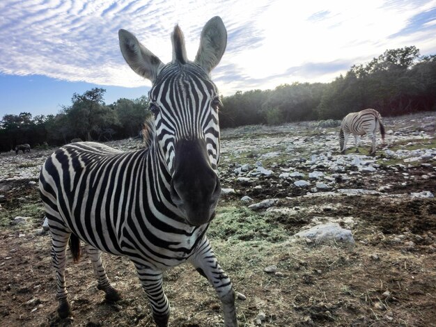 Photo une girafe debout dans la forêt