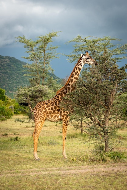 Une girafe debout sur l'herbe contre le ciel