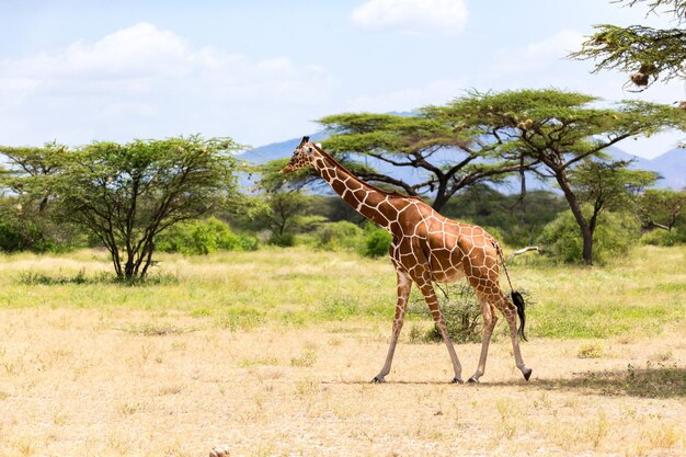 Photo une girafe debout sur le sol.