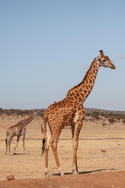 Photo une girafe debout sur une terre