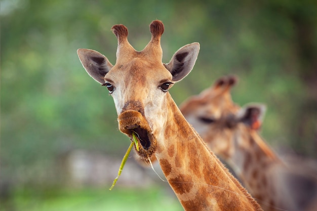 La girafe est l'animal le plus grand de la planète