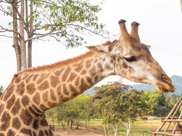 La girafe est l'animal le plus grand