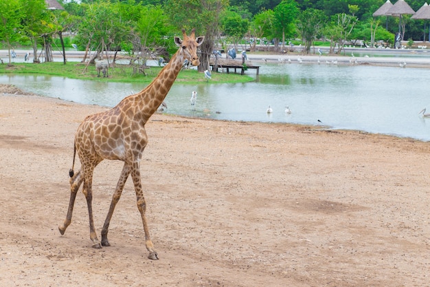 La girafe est un mammifère africain, le plus grand animal terrestre vivant. C'est marcher au bord de la rivière.