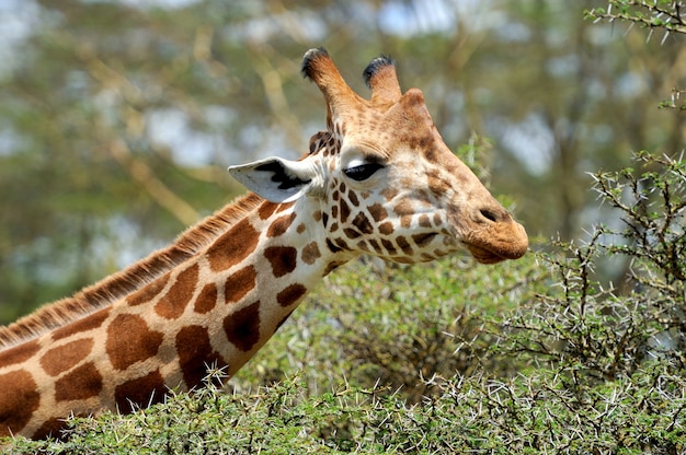 Girafe à l'état sauvage. Réserve nationale - Kenya, Afrique de l'Est