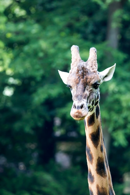 Girafe à l'état sauvage