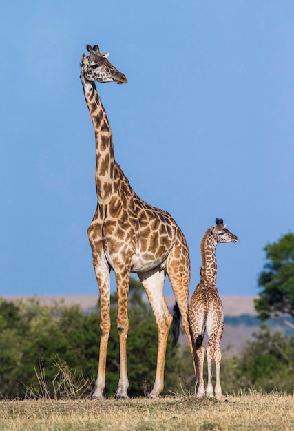 Girafe femelle avec un bébé dans la savane