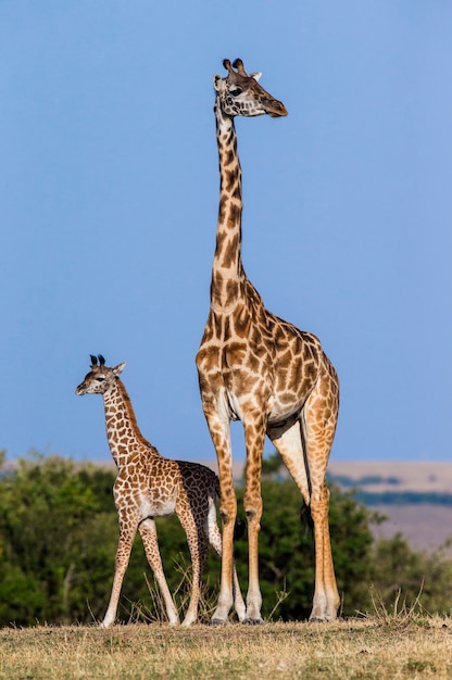 Girafe femelle avec un bébé dans la savane