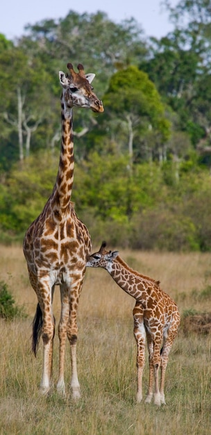 Girafe femelle avec un bébé dans la savane