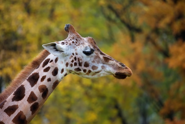 Une girafe avec un fond jaune derrière elle