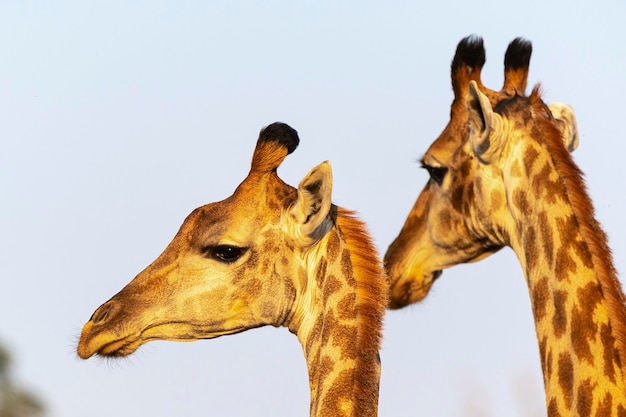 Girafe (Giraffa camelopardalis) Kruger, Afrique du Sud