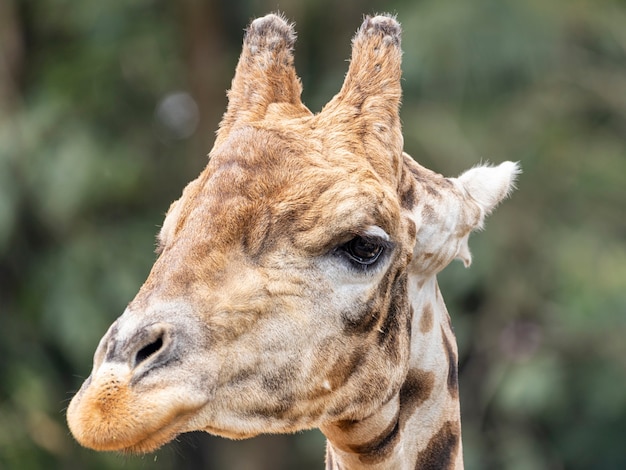 Une girafe (Giraffa camelopardalis) pendant la journée